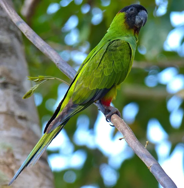 Large green parrot with black head.