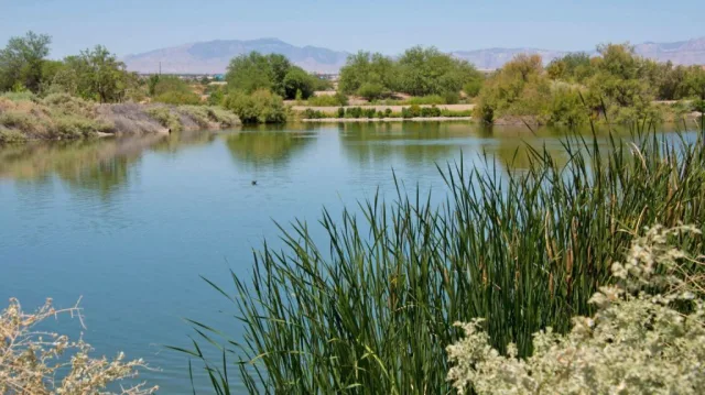 Nevada Henderson Bird Viewing Preserve Scene