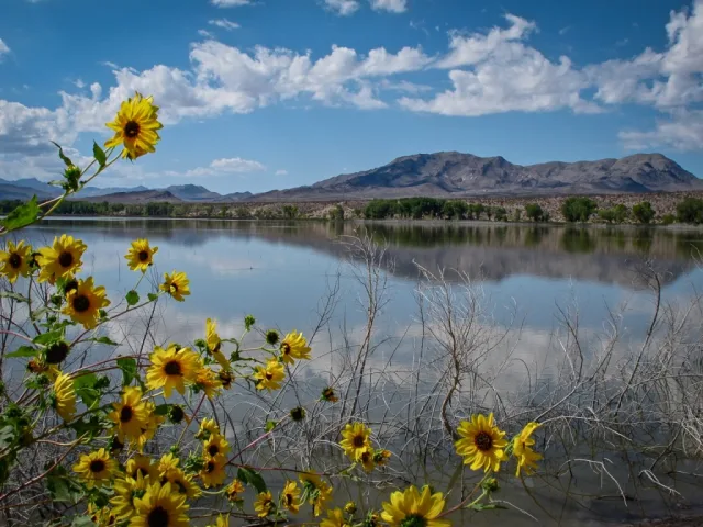 Nevada Pahranagat NWR Scene