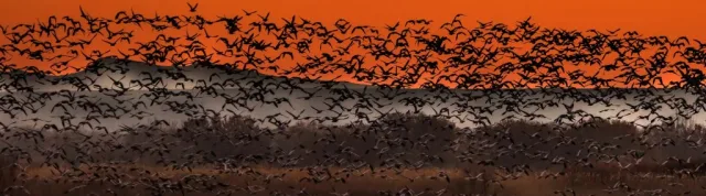 New Mexico Bosque del Apache NWR Scene
