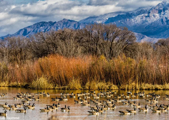 New Mexico Rio Grande Nature Center State Park Scene