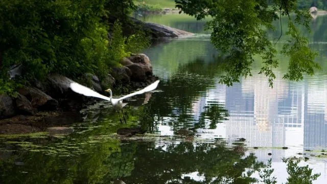 New York Central Park Scene
