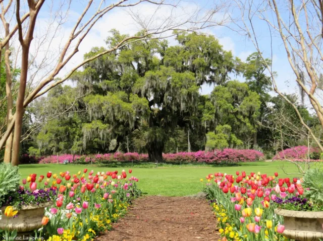North Carolina Airlie Gardens Scene