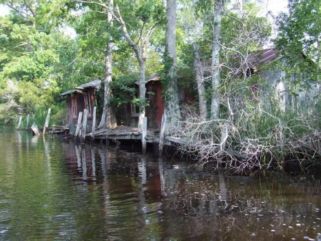 North Carolina Alligator River NWR Scene