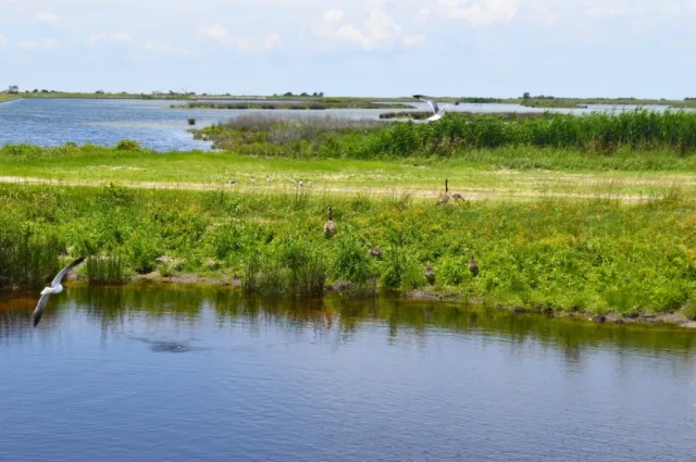 North Carolina Pea Island NWR Scene