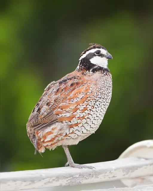 A brown and cream colored game bird with black and white face.