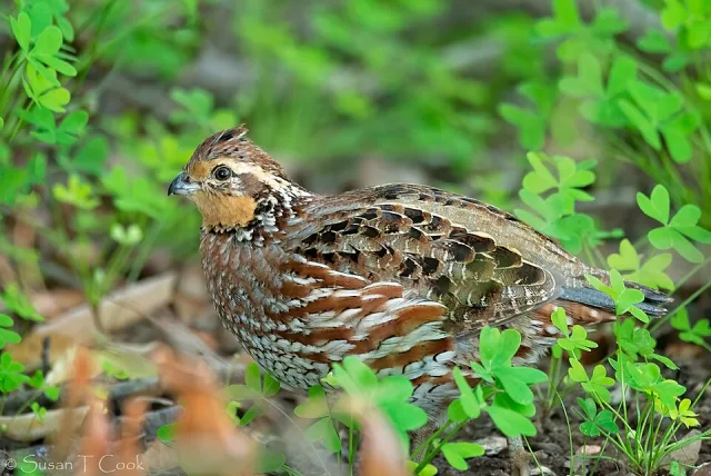 A brown and cream colored game bird with orange and white face.