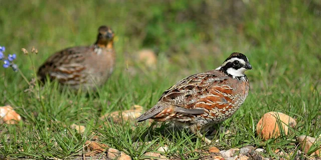 A brown and cream colored game bird with black and white face.