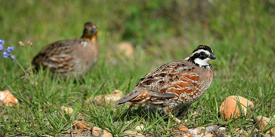 A brown and cream colored game bird with black and white face.