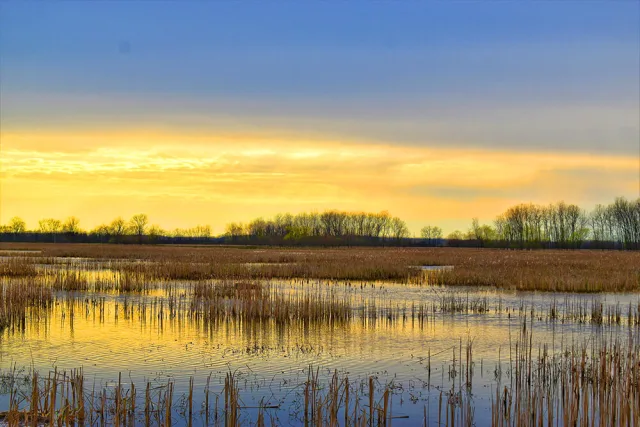 Ohio Killdeer Plains Wildlife Area Scene