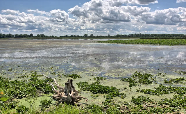 Metzger Marsh Wildlife Area Scene
