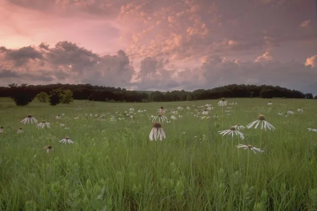 Oklahoma Tallgrass Prairie Preserve Scene