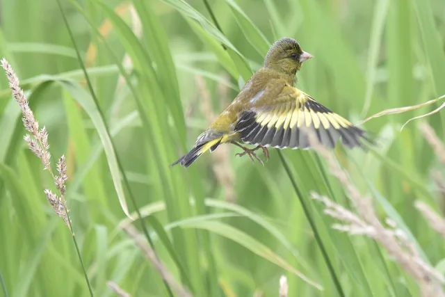 A green bird with yellow flashes on the wing is flying through grass.