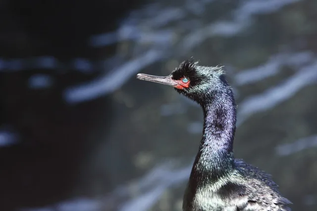 Large black seabird with small red patch under the eye.