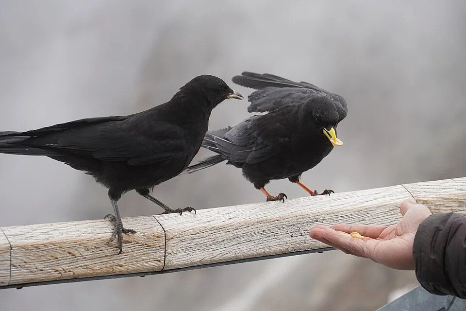 Person feeding birds from their hand