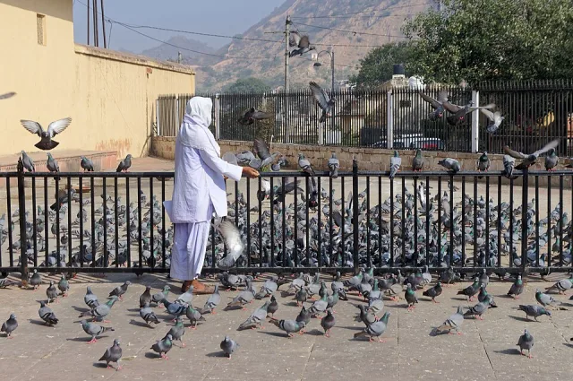 Man feeding a large group of pigeons