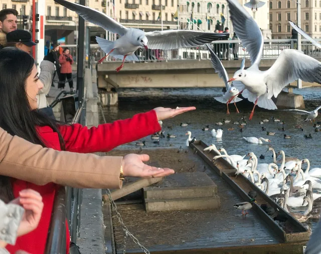 People feeding birds