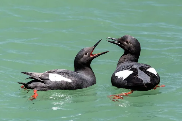 Pair of small black seabird with white shoulders.