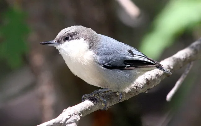 Tiny gray forest bird with white front.