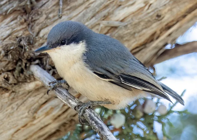 Tiny gray forest bird with white front.