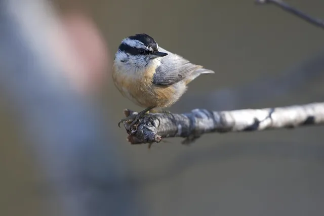 Small forest bird with red breast and black and white cap.