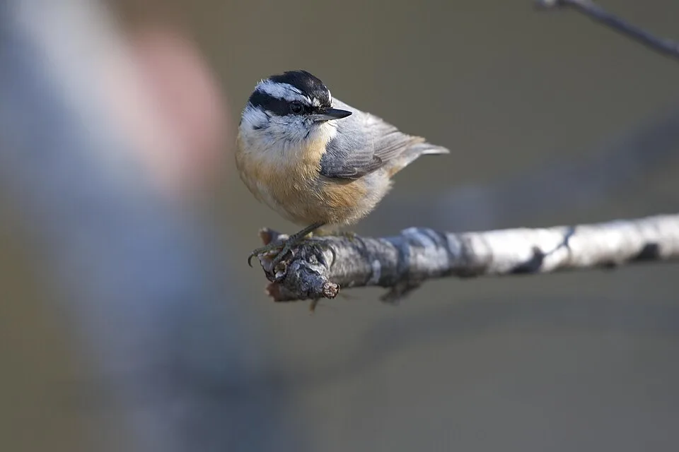 Small forest bird with red breast and black and white cap.