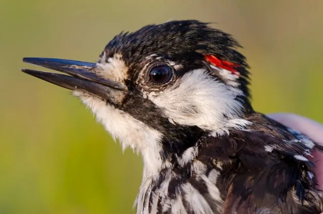 Black and white woodpecker with small red patch behind the ear.