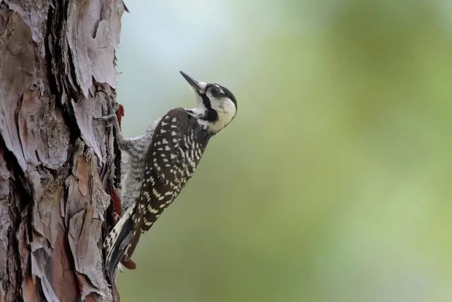 Black and white woodpecker.