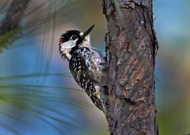Black and white woodpecker.