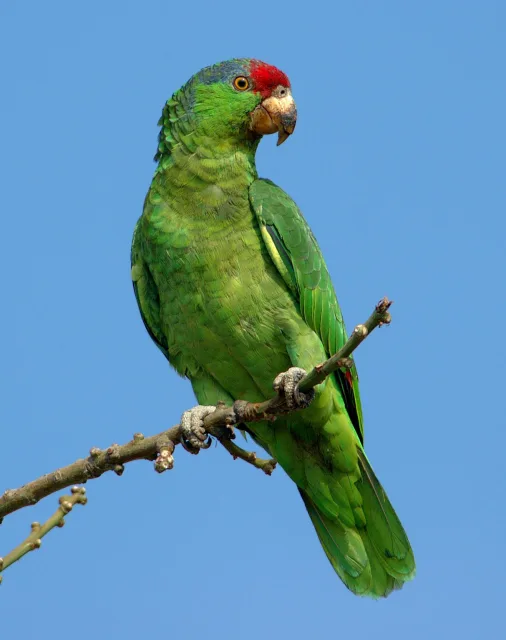 Large green parrot with red forehead and blue crown.