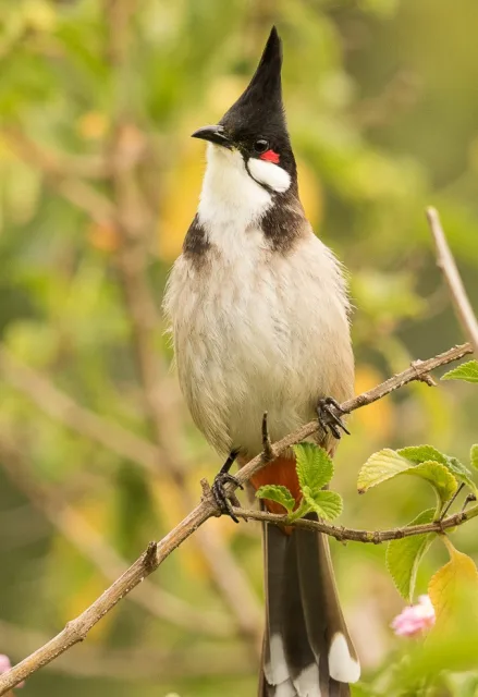 Pale songbird with black, white and red marks on the head.