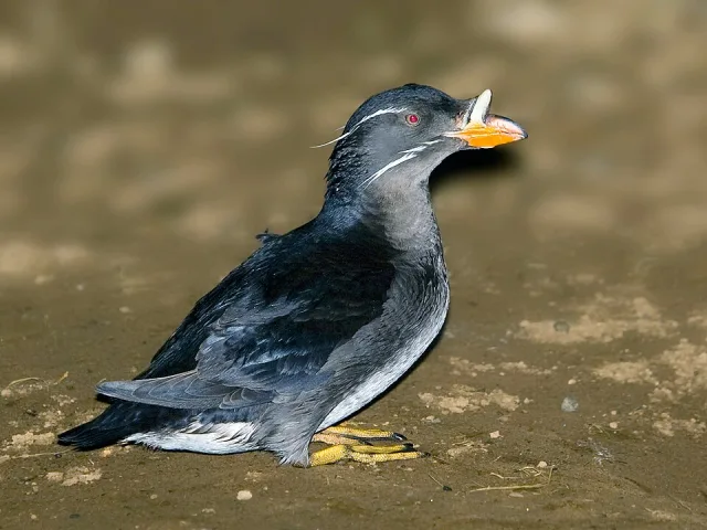 Small black seabird with orange bill and horn like crest.