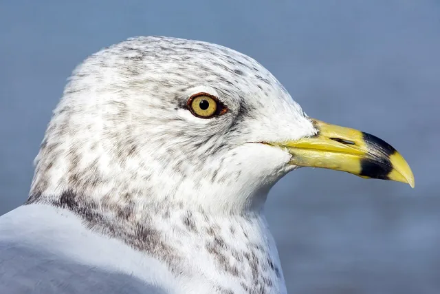Large plain gull with yellow bill with black ring around it.