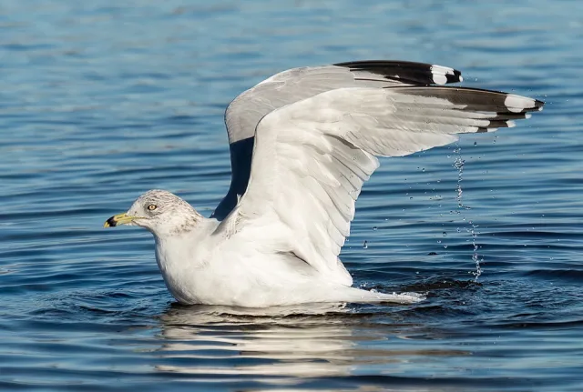 Large plain gull with yellow bill with black ring around it.
