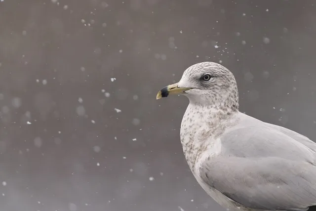 Large plain gull with yellow bill with black ring around it.