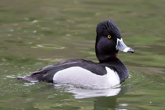 A black and gray duck with a gold eye and slight crest.