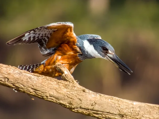 Huge kingfisher with blue and white plumage and brown chest band.