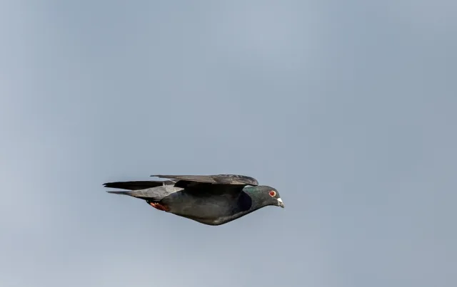 Gray pigeon with some darker markings and a white patch above the bill.