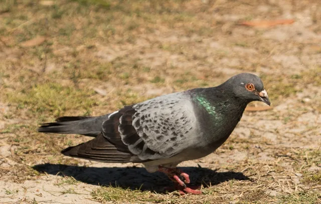 Gray pigeon with some darker markings and a white patch above the bill.