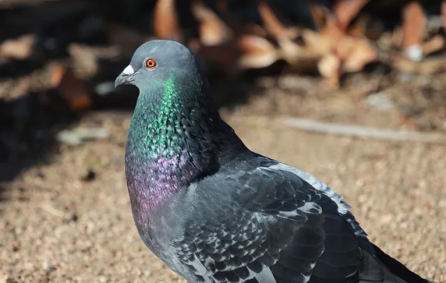 Gray pigeon with some darker markings and a white patch above the bill.