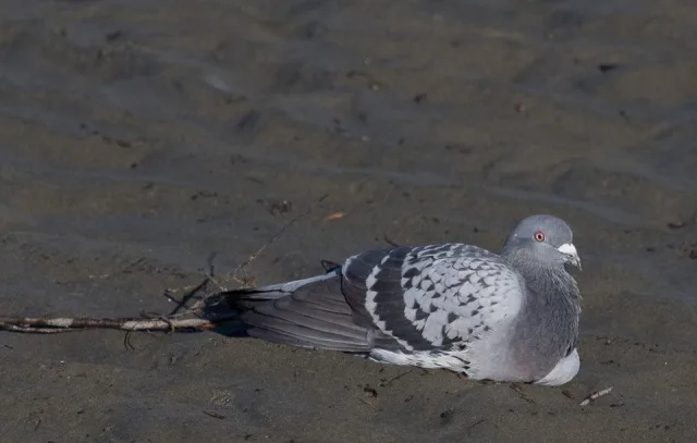Gray pigeon with some darker markings and a white patch above the bill.