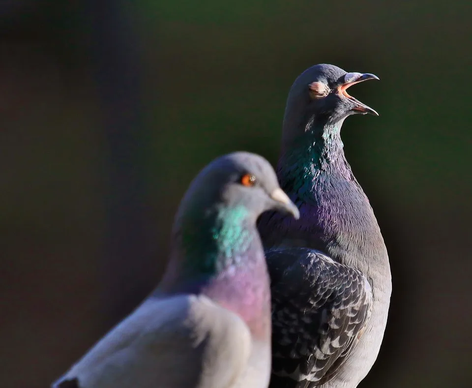 Gray pigeon with some darker markings and a white patch above the bill.