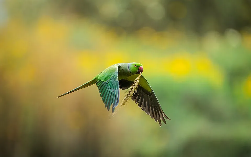 Large green parrot with pink ring around the neck and long tail.