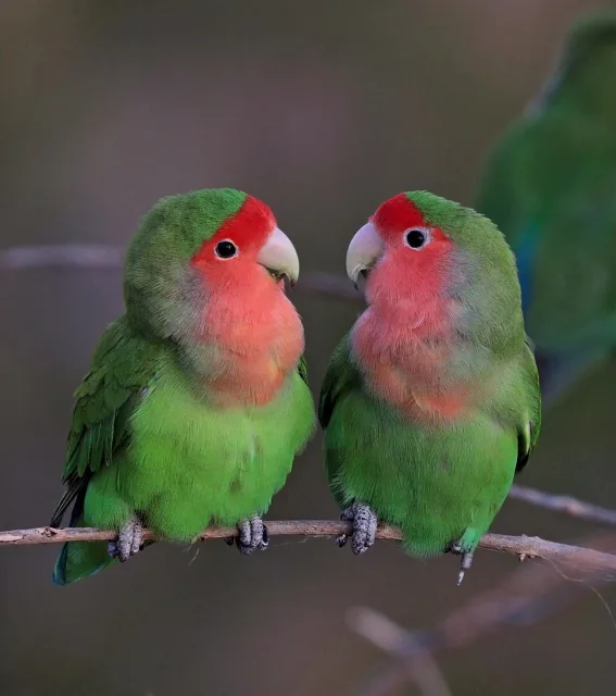 Small green parrot with pink face and throat.