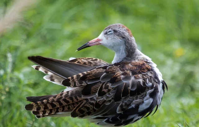 Large brown shorebird with pale neck and pink bill.
