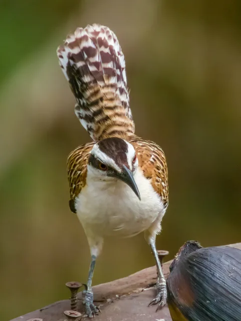 Large wren bird with brown and cream plumage.
