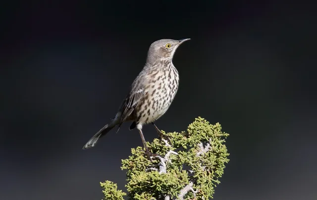 Thrush like gray bird with speckled front and bright eye.