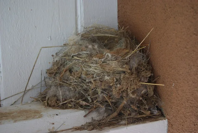 Say's Phoebe Nest