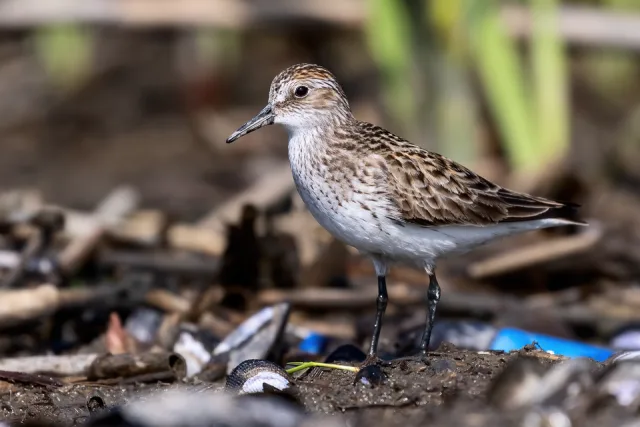 Tiny brown wader with paler, speckled front.