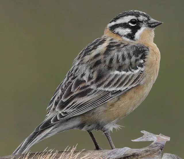 Small sparrow like bird with buff breast and black and white face.